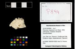 Foto (Objekt + Etikett) von Pithonoton marginatum (von Meyer, 1842)  (NHMW-GEO-2014-0194-0894)